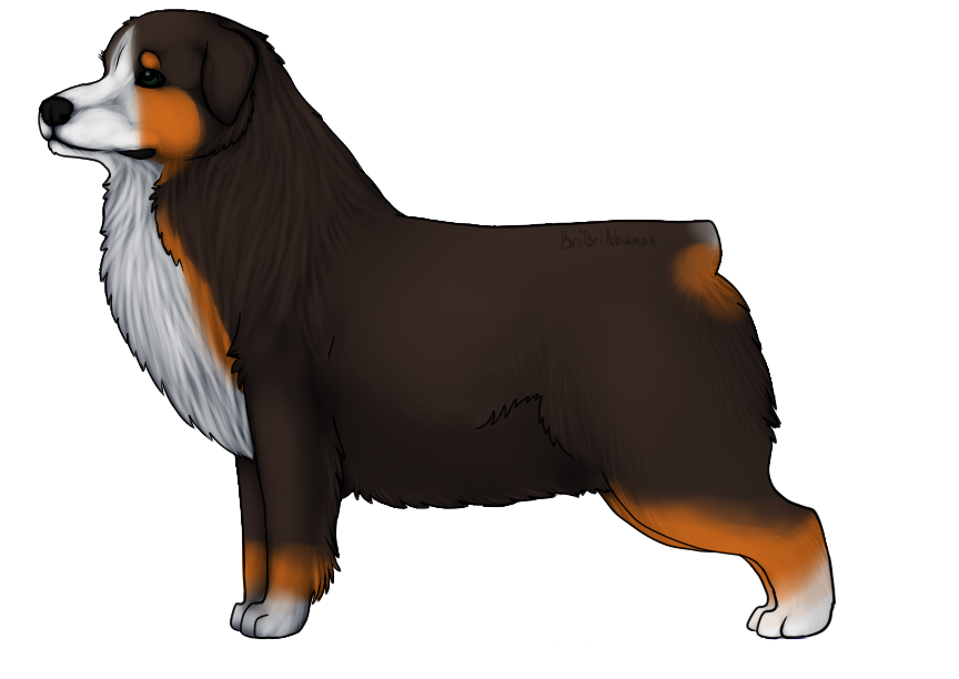 Australian Shepherd