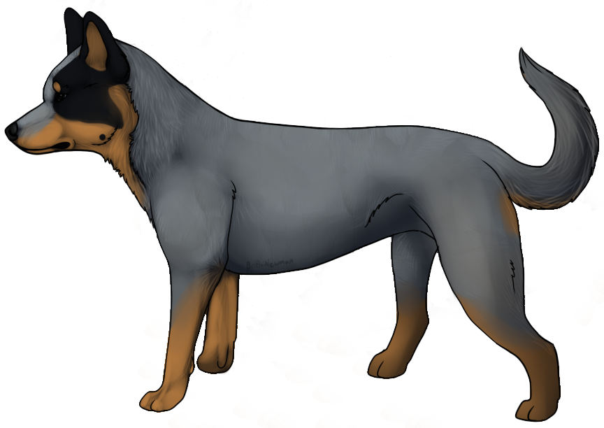 Australian Cattle Dog