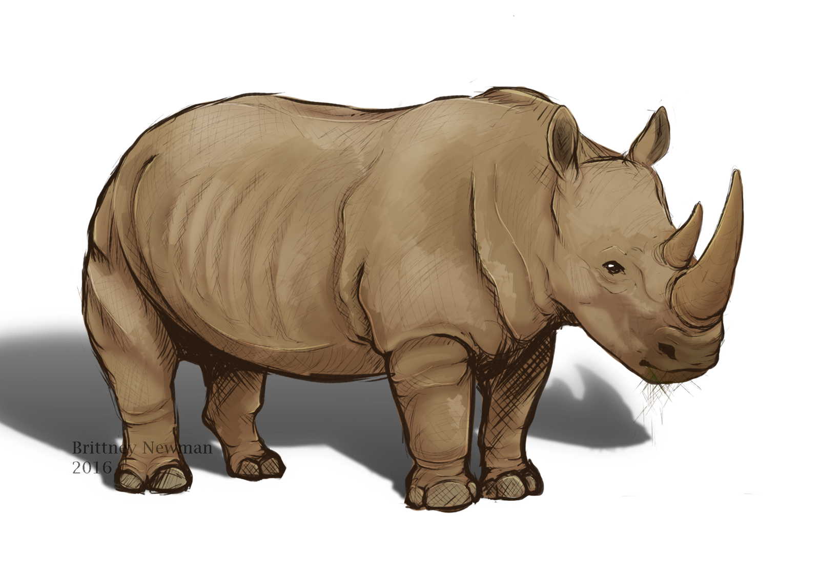 Rhino Sketch by ChasingDreams4 on DeviantArt