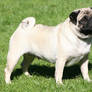 Pug