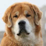 Cenge, Tibetan Mastiff