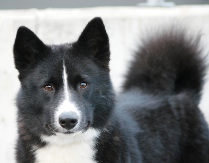 Karelian bear dog