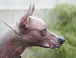 Xoloitzcuintle by SaNNaS