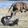 Flying Cane Corso