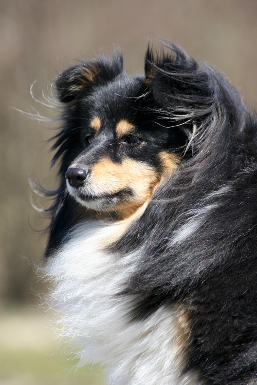 Aliccia the Shetland Sheepdog