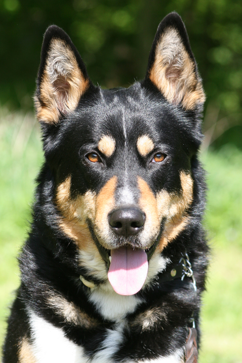 East Siberian Laika