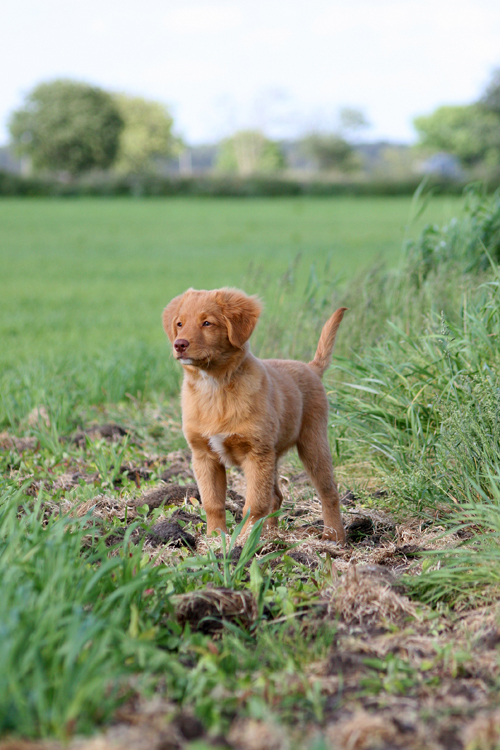 Albin, the Toller pup