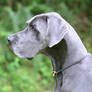 Mr Great Dane