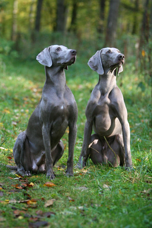 Silver Dogs Silver dogs by SaNNaS on DeviantArt