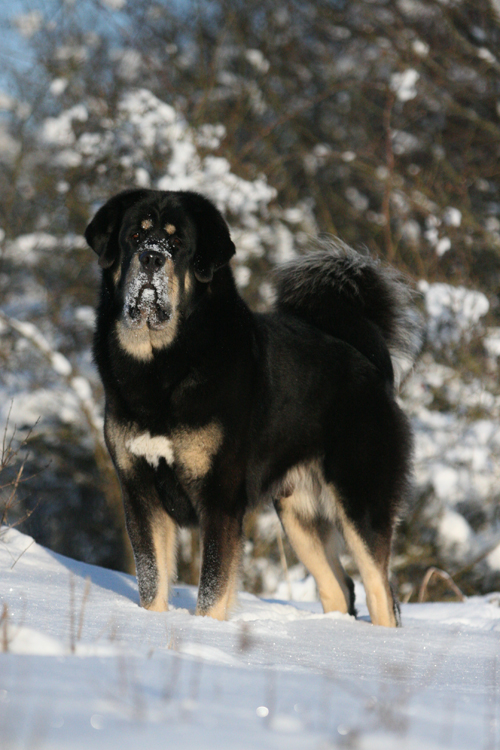 Snow moustache