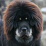 Kong, the cute Tibetan Mastiff