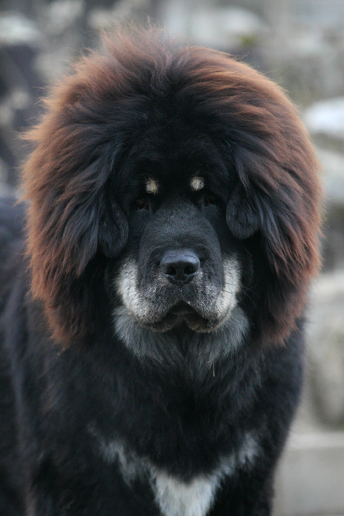 Kong, the cute Tibetan Mastiff