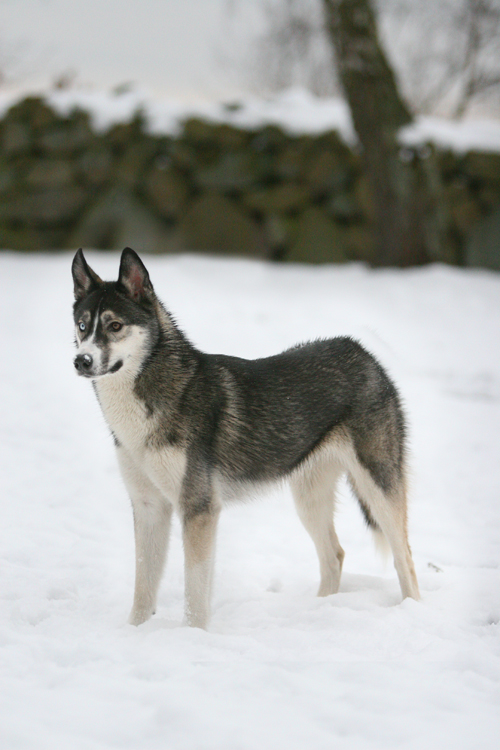 Sonja the Siberian Husky