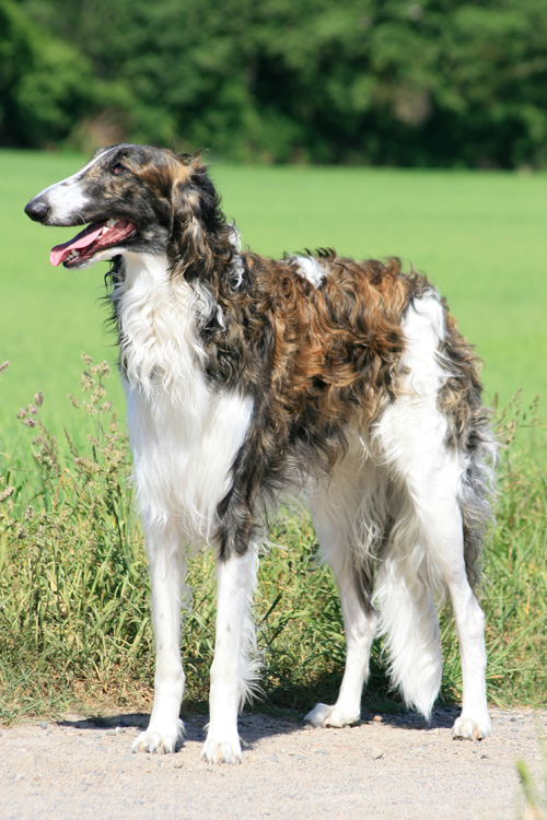 Russian Wolfhound