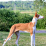 Podenco Ibicenco