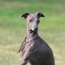 Mini sighthound