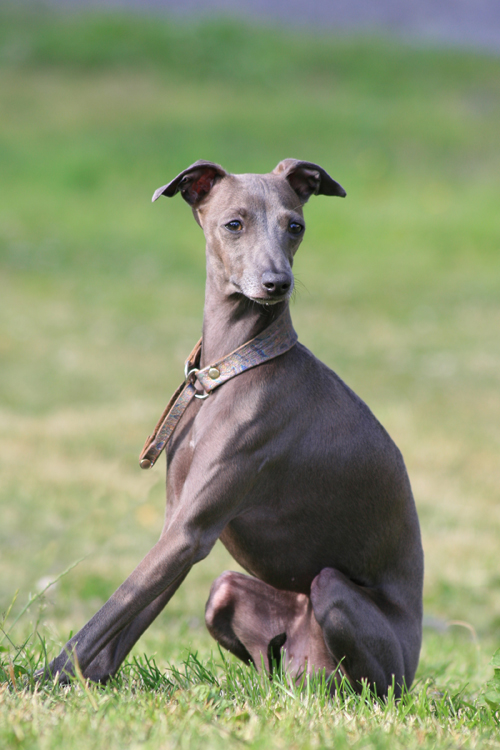 Mini sighthound