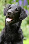 Flatcoated Retriever by SaNNaS