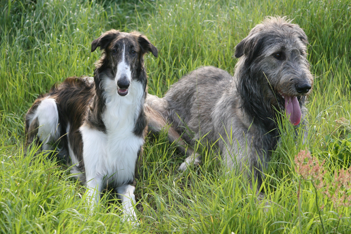 Two very different Wolfhounds