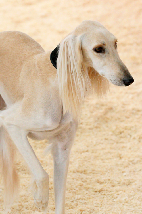 Saluki blending in