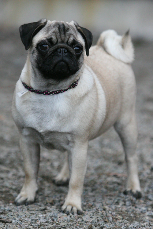 Miss PUG