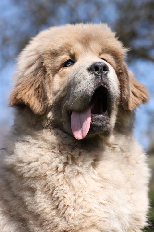 Ferda, the Tibetan Mastiff