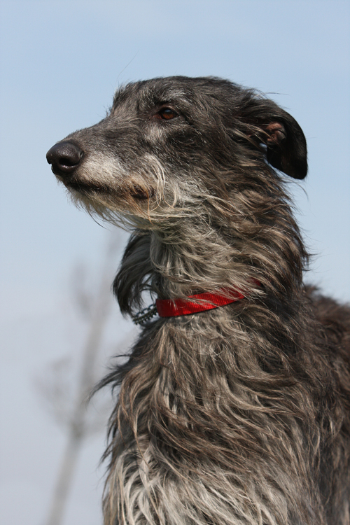 Scottish Deerhound