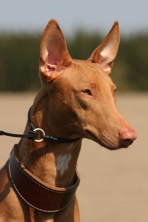 Mr. Pharaoh Hound