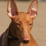 Miss Pharaoh Hound