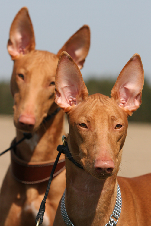 Pharaoh Hound duo