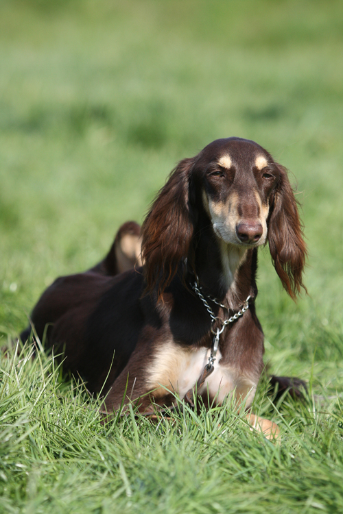 Chocolate Saluki