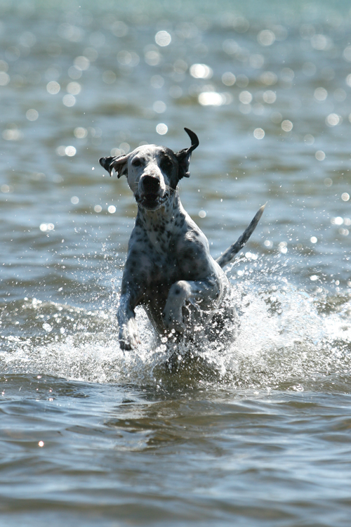 Bella making a splash