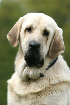 Handsome Spanish Mastiff