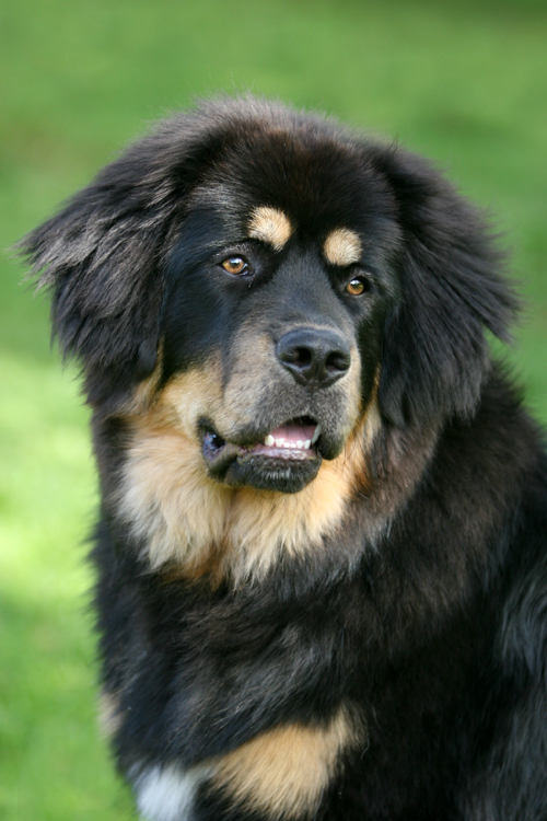 Vada, the Tibetan Mastiff