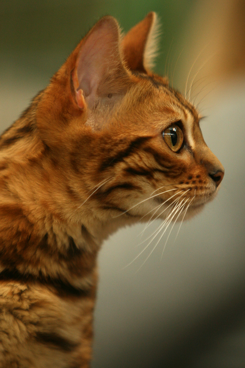 A side of Bengal