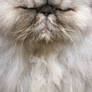 Silver persian