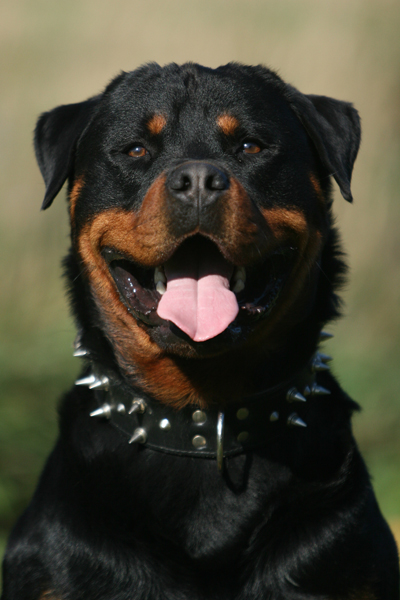 Rottweiler smile