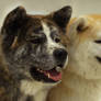 Akita duo