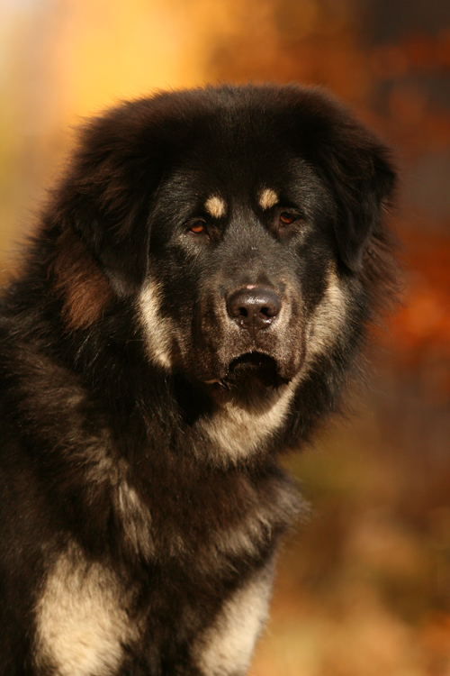 Simus by SaNNaS on DeviantArt