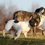 Prancing bulldogs