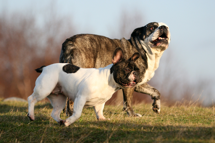 Prancing bulldogs