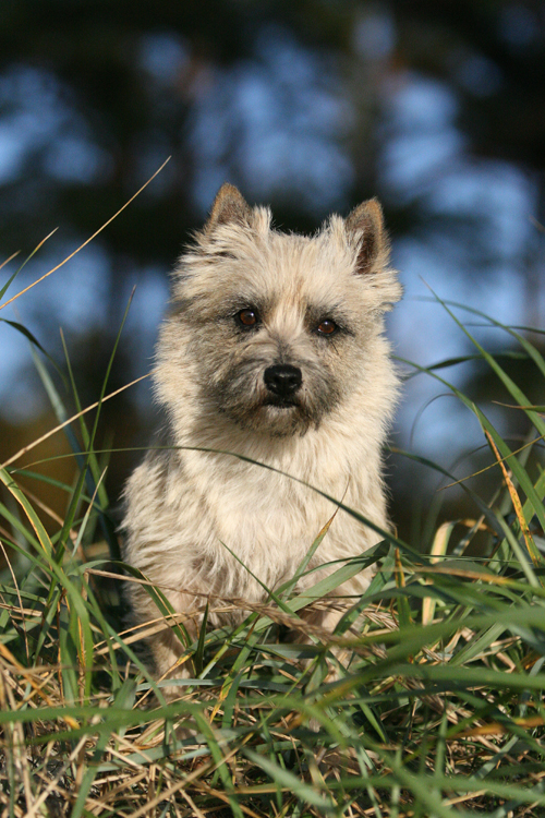 Ida, the Cairnterrier