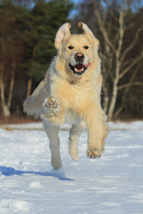 All paws up in the air