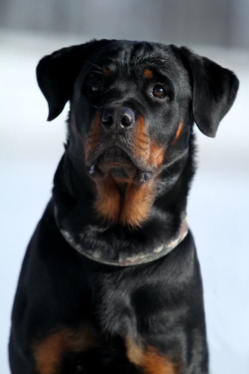 Arina, the Rottweiler