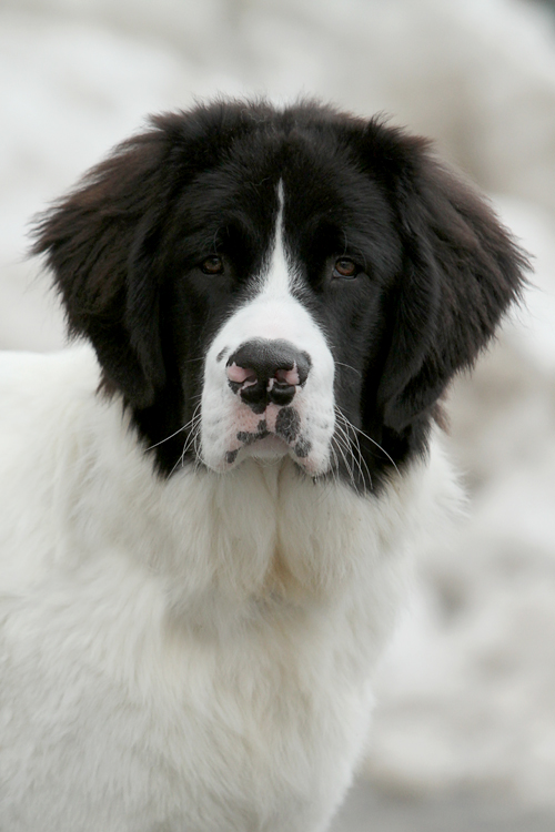 Brother Landseer