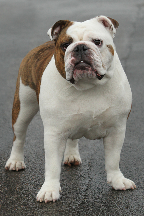 Miss Bulldog