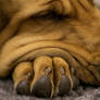 Wrinkles and toes