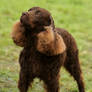 American Water Spaniel