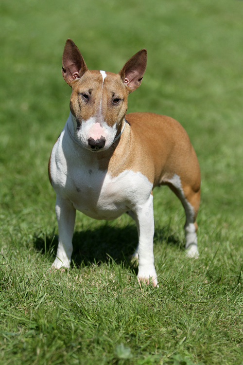 Lady Bullterrier