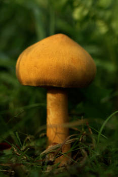 Golden mushroom